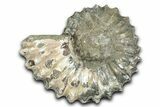 Bargain, Bumpy Ammonite (Douvilleiceras) Fossil - Madagascar #343830-1